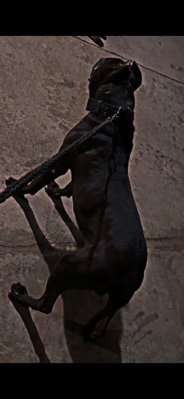 pitbul: Pitbul, Peyvəndli — 2