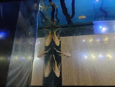 qara rəng: Məhsul: Akvarium üçün albin pleko (Ancistrus) balıqları Təsvir: - — 3