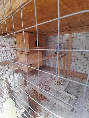 serebrist cuce satisi: Tək tək satılmır 2 cüt 1 tək erkək, 5 ədəd quşdu 50azn . Qəfəs yem — 5