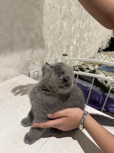 Şotland, Ünvandan götürmə — 2