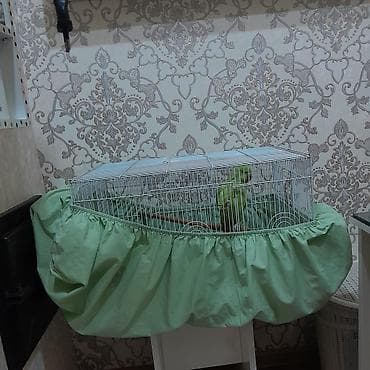 quşlar: Yaşıl rəngli halqa boyunlu papuqay (alexandrine/rose-ringed tipinə — 2