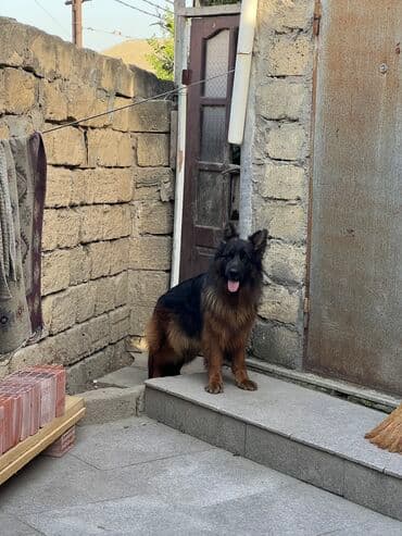 Tofas: Alman çoban iti, 1 ay, Erkek — 5