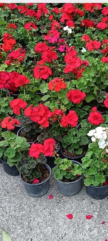 heyet gulleri ve adlari: Məhsul: Bəzək kolları və çoxilliklər – saksıda Təsvir: - Hər biri — 6