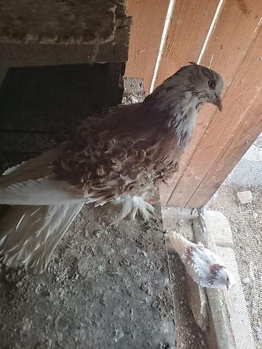 Frillback (bükülü tüklü) göyərçinlər – dekorativ cins - Rəng: ağ və