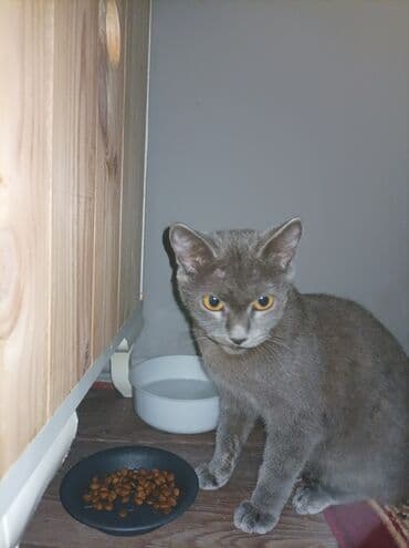 русская голубая кошка цена: Rus mavi, Yaxşı əllərə — 1