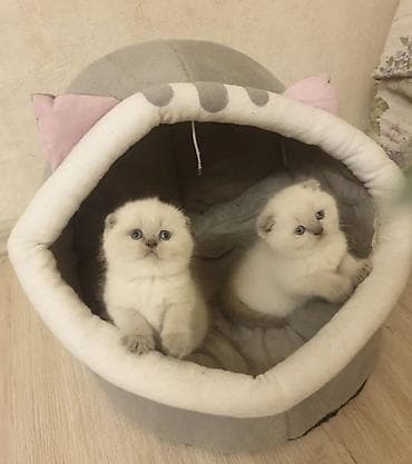 Şotland yastı qulaq, Yaxşı əllərə