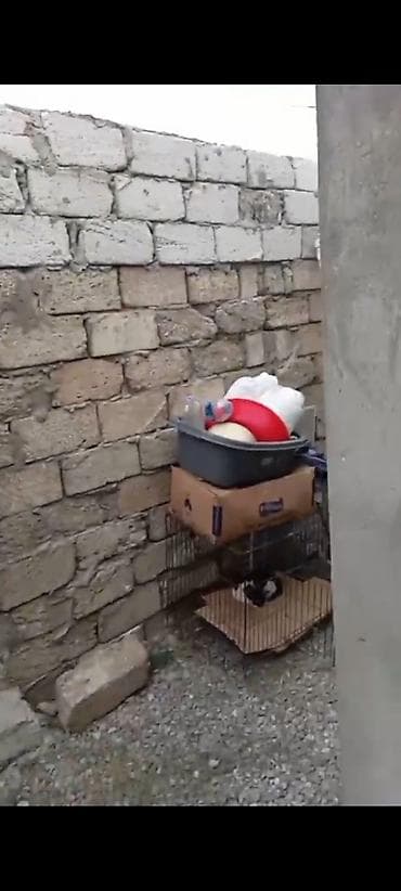 bag evlerinde: Binə 2 otaqlı, 100 kv. m, Kredit yoxdur, Yeni təmirli — 2