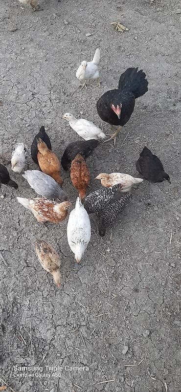 Toyuq, Yumurtalıq lalafo.az -da Toyuq, Yumurtalıq