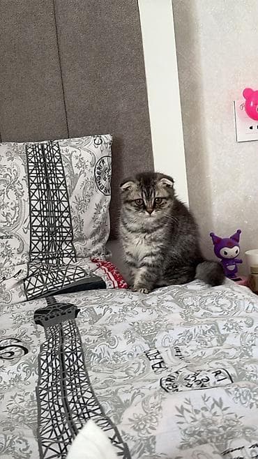 pişik sahiblenmek: Şotland, Dişi — 2