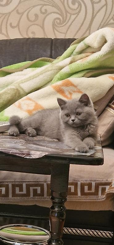 Pişiklər: Britan, Erkək, Yaxşı əllərə, Ünvandan götürmə, Ödənişli çatdırılma — 3