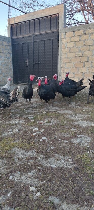 Gəmiricilər: Məhsul: Hinduşka sürüsü Təsvir: 8 ayliq tam sağlam kəsimə yararlı — 7