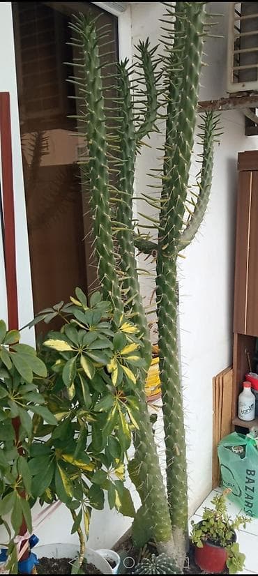 Bitki dərmanları: Köhnə Meksika kaktusu (cereus tipli, hündür sütunvari) – dekorativ iri — 1