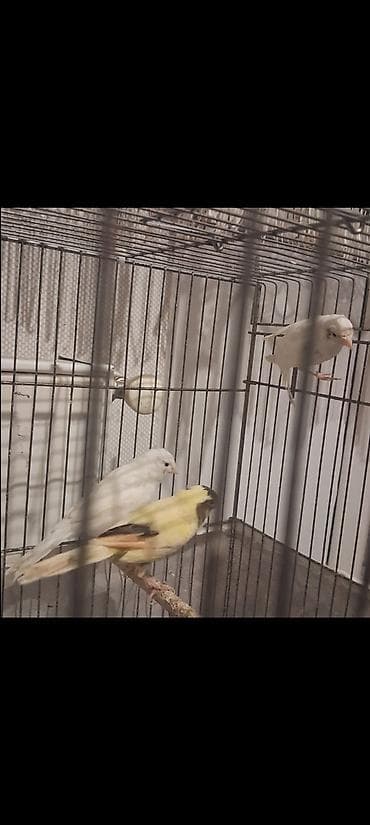 əbabil quşunun qiyməti: Cavan Quşlar satılır hər qiymətə var — 6