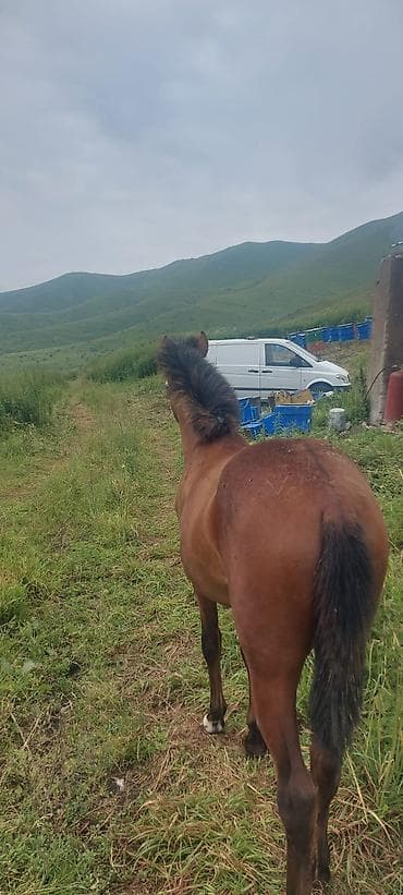 akita amerika: Salam bu at 10gündü itib 3-4 gün əvvəl şüvəlan ərazisində görülüb — 4