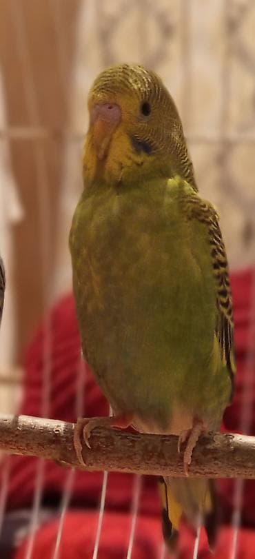 Elan 🦜 Satılır iki tutuquşu — Keşa və Kira. Keşa əl öyrəşmişdir, çox