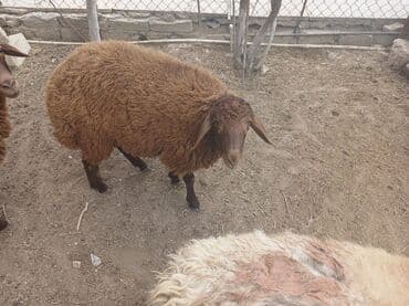 cins ineklerin satisi 2018: Qoyunlar – yerli ətlik/yunluq sürü - Şəkillərdə bir neçə baş yerli — 10
