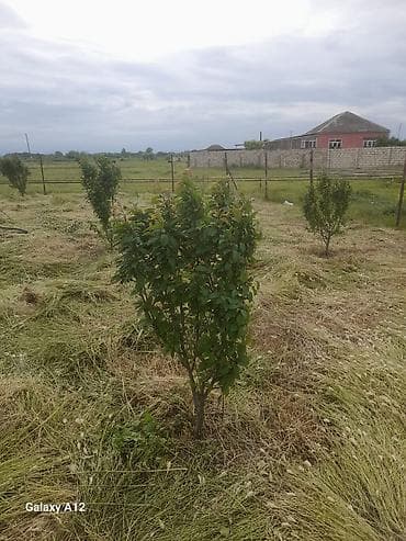 yun doşək: Meyvə ağacları – yerüstü köklü kollar - Növ: daş meyvə ailəsi — 1