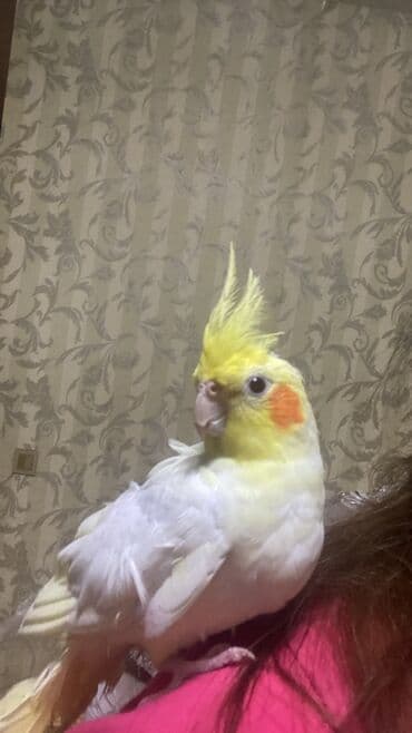 geref quşu: Nimfa (Cockatiel) – sarı başlı, ağ gövdəli, yanaqlarında narıncı — 1