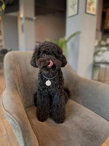 Pudel, 1 il, Dişi, Peyvəndli, Ünvandan götürmə