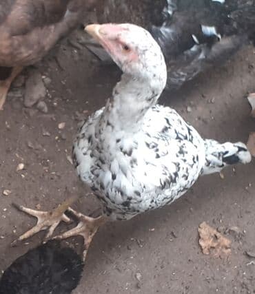 memar canlılar arı pətəyi: Toyuq, Damazlıq, Ünvandan götürmə — 2