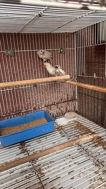 susar qusu: Ağ zebra ispinozları – cüt və balası ilə birlikdə - Növ: Zebra — 4