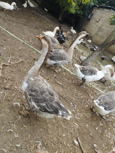 xacmazda satilan inekler: Satışda ev quşları – ördək və qazlar Məhsulun təsviri: - Şəkillərdə — 4