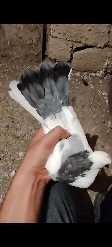 tuk tuk az: Axwam tutuldu cox qizgin goy niwan ayagi uzuklu erkeydi — 4