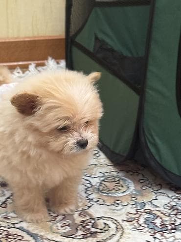 2 ay, Erkek, Peyvəndli, Pulsuz çatdırılma