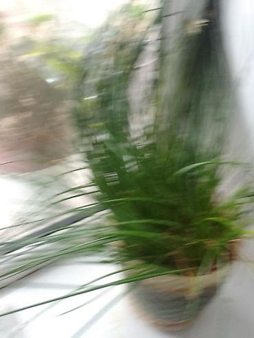 pul ağacı: Satılır: Ev üçün iki dekorativ otaq bitkisi 1) Pul ağacı (Crassula — 4