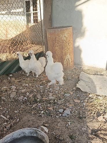 cuce ve xoruz temsil: Toyuq, Damazlıq — 3