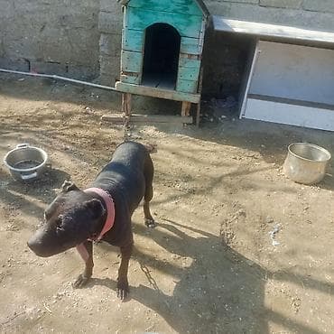 spits itleri: Pitbul — 6