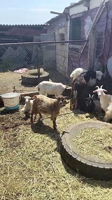 heyvan ve insan seksi: Qoyun-keçi sürüsü satılır - Növlər: yerli dağ keçiləri və — 2