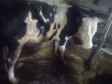 inekler ucar: Satılır: 2 baş cins buğa - Növ: mal-qara (erkək buğa) - Say: 2 baş - — 8