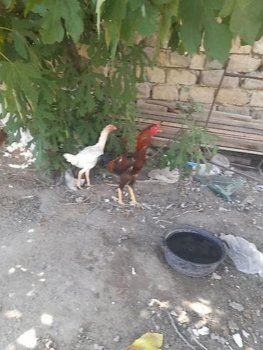 bugdanin qiymeti: Xoruz, Heyratı, il: 1, Ünvandan götürmə — 6