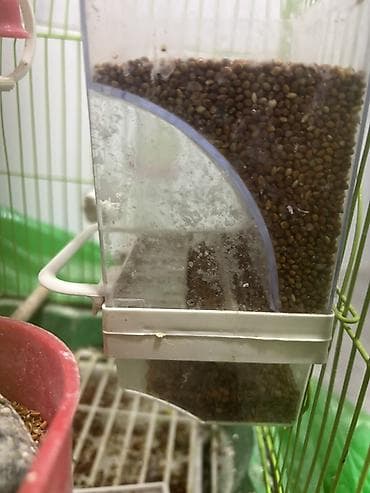 papuqay sesi: Sarı-yaşıl rəngli dalmatin naxışlı 1 ədəd erkək (papuqay) satılır — 7