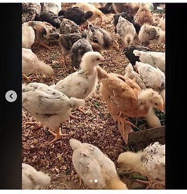 Toyuq cücələri, Ətlik