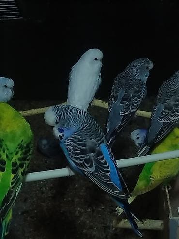 Məhsul: Çex quşları hazır cütlər Təsvir: - Növlər: Dalğalı tutuquşu