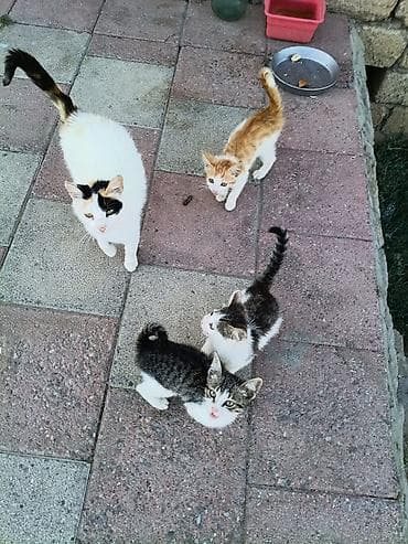 qurdbasar it: Tabbi, Yaxşı əllərə — 7