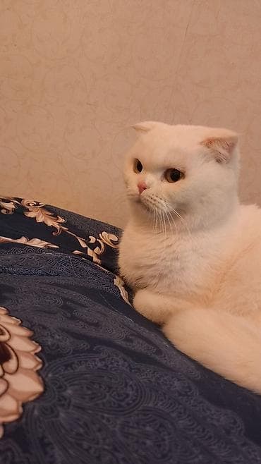 Şotland yastı qulaq