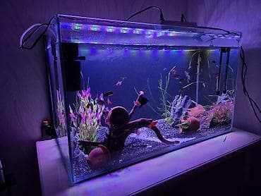 akvarium bitkiləri: Dördbucaq akvarium, Balıqlarla birlikdə, 300 l, Pulsuz çatdırılma — 7