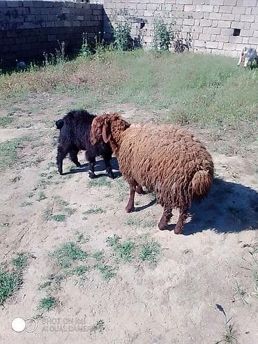 qoyun satilir: Qurbanlıq Erkey quzular var istəyən olsa yazsın əlaqə nömrəsi — 3