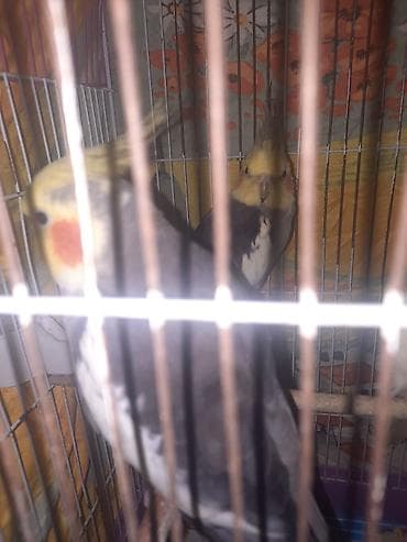 tutu kuşu: Yaxşı qyşlardi mahnı oxuyurlar hazır erkeklerdi cüt halındada vere — 8