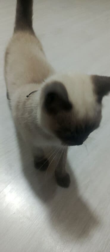 pişik ucun qab: Siam — 4