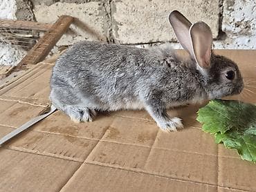 mal bazari: 🐇 14 ədəd sağlam və şirin balaca dovşan satılır! ✔️ Ev şəraitində — 8