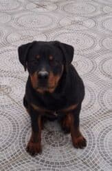 корм для собак баку: Rottwelier
6 aylıqdı — 4
