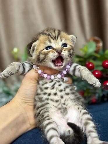 cins pişikler: Cins: Yavru pişiklər (boz və tünd zolaqlı rənglər) Xüsusiyyətlər: - — 3