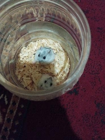 su samuru: Dwarf hamster cütlüyü - Növ: xırda cins (cütdə), yumşaq tüklü, qara — 2