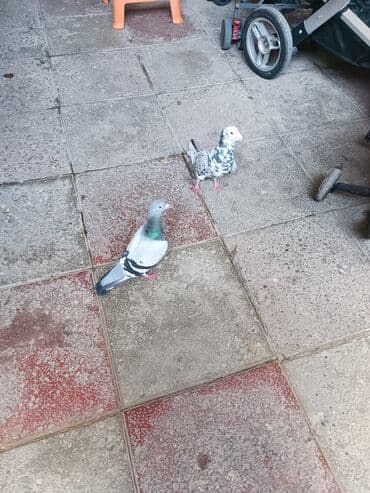 передержка собак баку: Cüt drakonlar barter de var qanqirmizi kekillilerden — 1