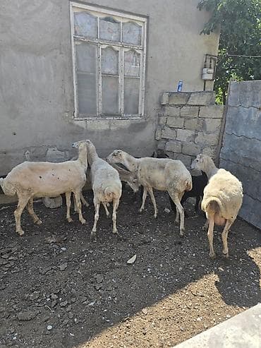 afcarka itlerin satisi: 6 baş qoyun.1-i balalı. Yekə qoyunlardı . Saxlamağa dəyər.Qiymətləri — 2