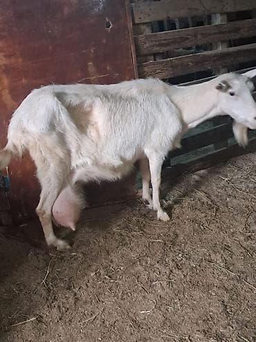Mal-qara: Salam. 3 ayliq erkek Saanen rus keci balalari satilir. Saglam — 6